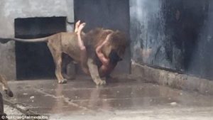 OrijoReporter.com, man feeds himself to lions