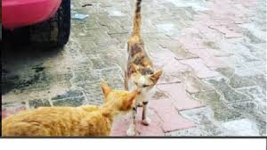 cat-4