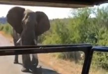 Court fines hunter N50,000 for killing elephant in Ogun OrijoReporter.com, Oludolapo Odulana