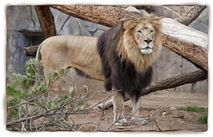 OrijoReporter.com, Ibadan zoo
