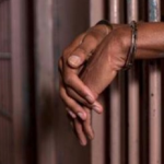 Trader Of Pangolin Scales Jailed