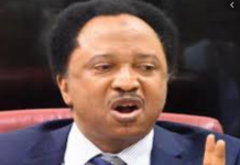 Southwest/Southeast unite or lose 2023 – Shehu Sani