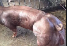 Man arraigned for having sex with pig