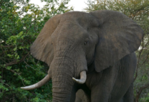 Elephants Invade Ogun Farm, Injure Farmer