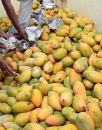 3904MA28_MANGOES_1918831e