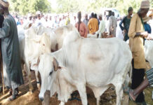 Banditry: Zamfara shuts down eight cattle markets