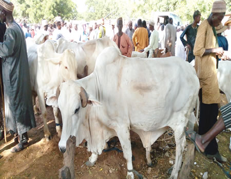 cow-4