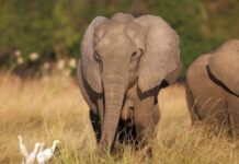 6 Stray Elephants kill farmer in Ogun