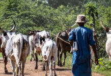 Herder kills colleague over N4000
