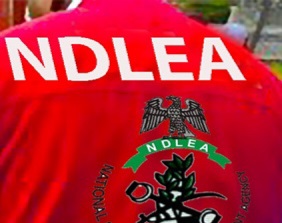NDLEA Charges 3 Mexicans, 7 Nigerians Over Alleged 2,419kg Methamphetamine Laboratory In Ogun Forest